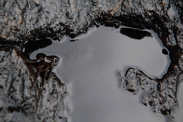 istock crab and crude oil spill on the stone a 184786054