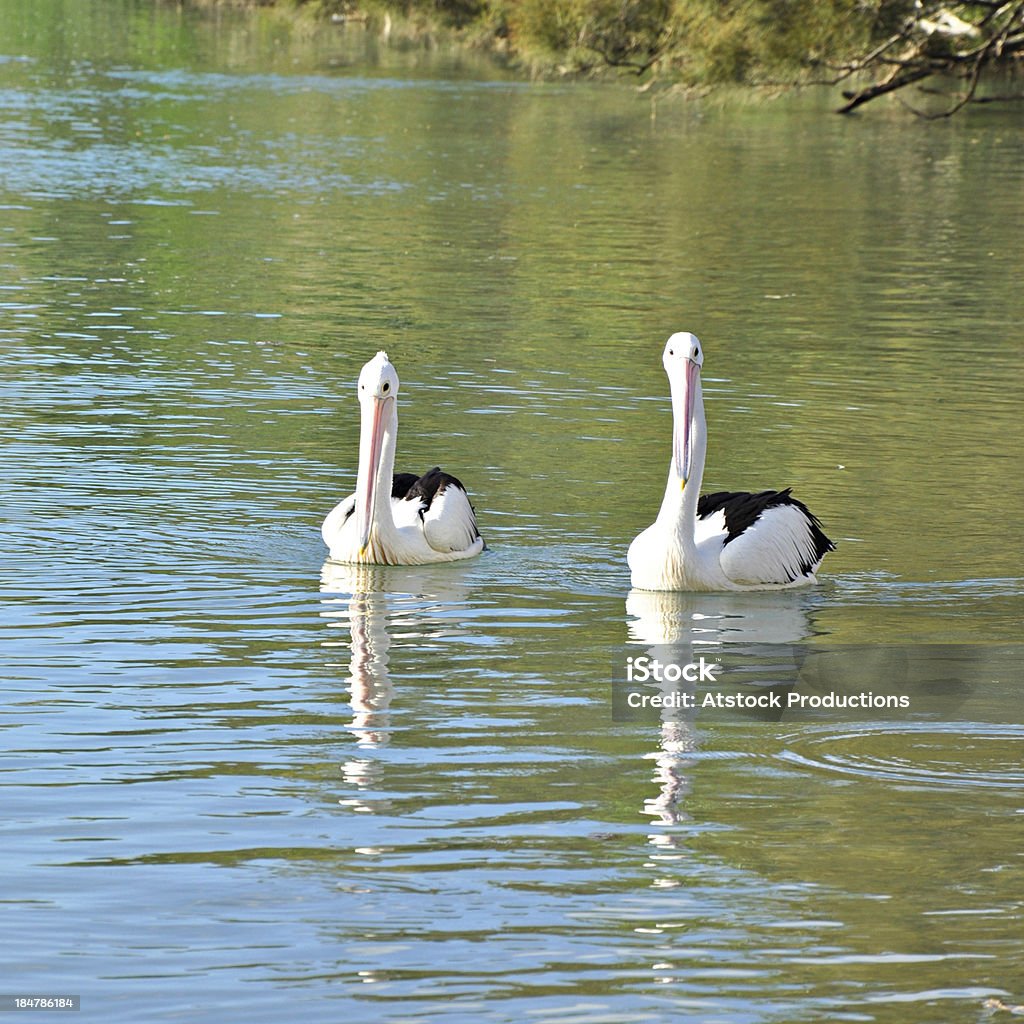 Bella pellicani nel lago - Foto stock royalty-free di Acqua