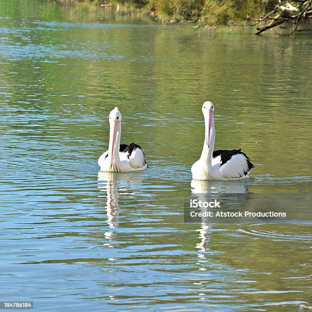 Bella Pellicani Nel Lago - Fotografie stock e altre immagini di Acqua - Acqua, Ambientazione esterna, Animale