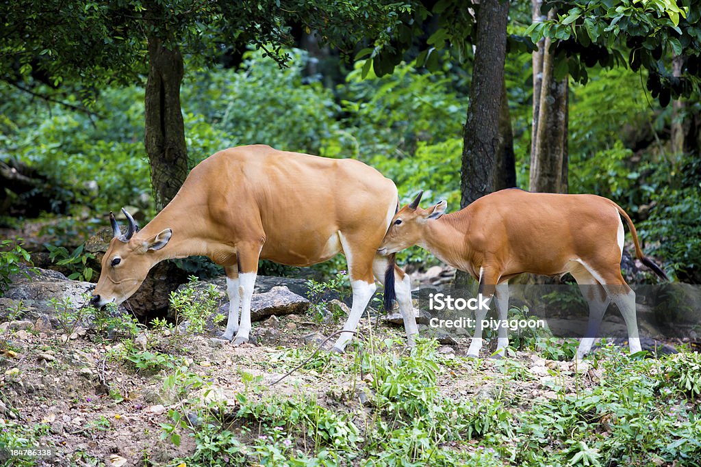 Banteng, red bull na Floresta pluvial da Tailândia. - Royalty-free Adulto Foto de stock