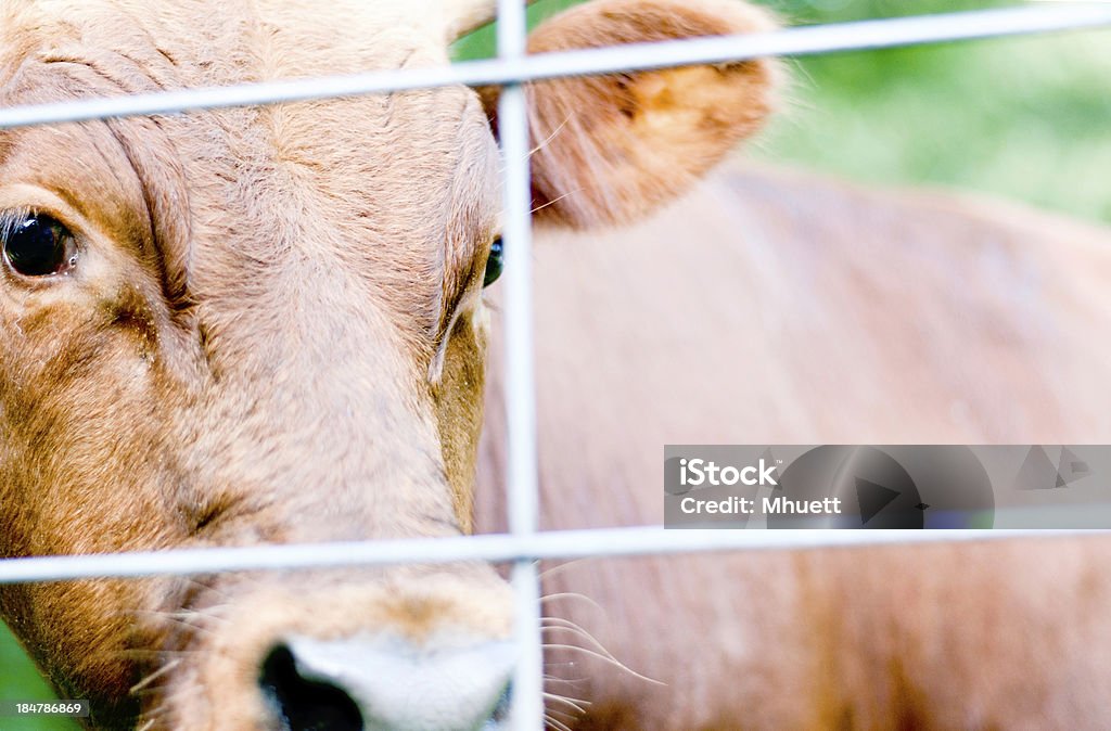 Jeune taureau de la ferme - Photo de Animaux domestiques libre de droits