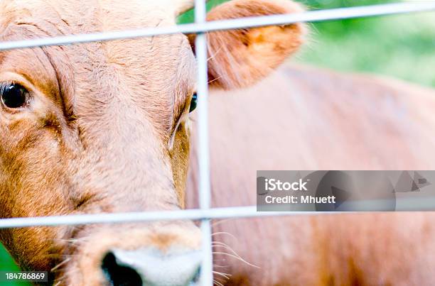 Photo libre de droit de Jeune Taureau De La Ferme banque d'images et plus d'images libres de droit de Animaux domestiques - Animaux domestiques, Bovin domestique, Centre de la cible