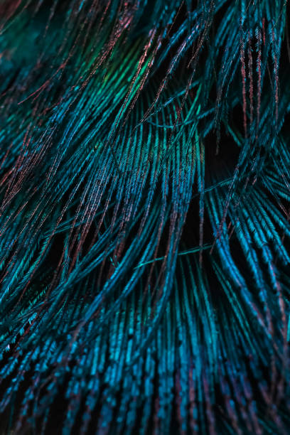 istock feathers are colored dark and green on a background of blurry 1847877824