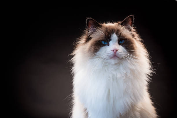istock Beautiful young healthy Ragdoll cat on a black background. 1847879820