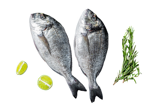 Raw sea bream dorado fish ready for cooking.  Isolated, white background