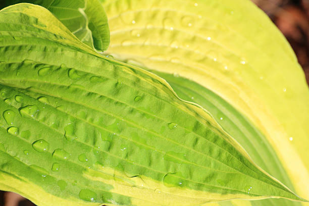 istock Beautiful green leaf outdoor nature 184789953
