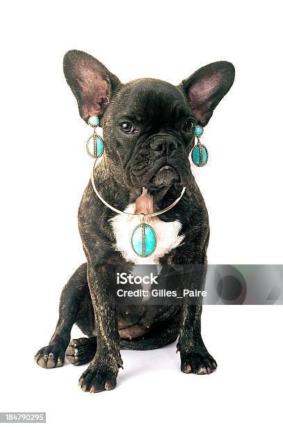 French Bulldog Stock Photo - Download Image Now - African Ethnicity, Animal, Animal Body Part