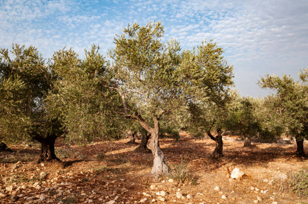 istock Palestinian olive trees in the West Bank 1847903966