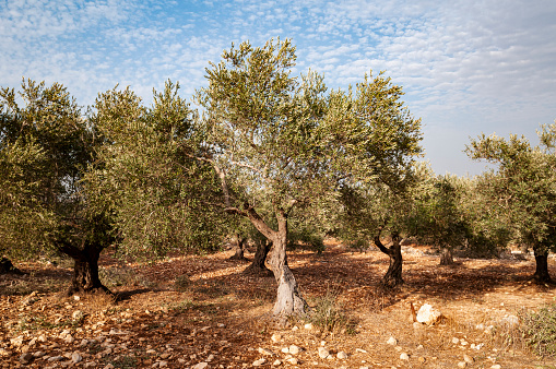 Olive trees in Puglia Region, South Italy - more than 200 years old. Summer season, sunset natural light.