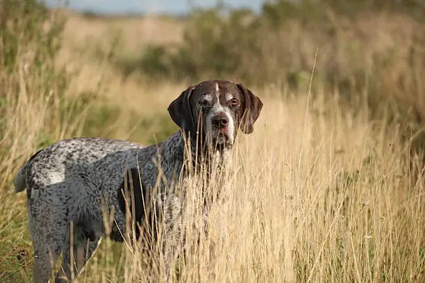 Portrait of a German Shorthaired Pointer walking in the grass