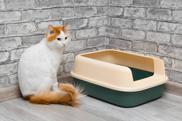 istock domestic cat near the cat litter box. 1847906613