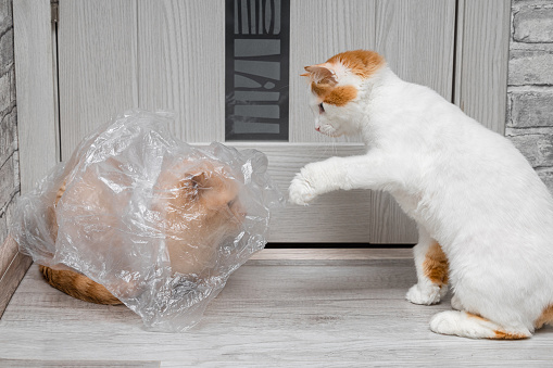 cat got tangled in a plastic bag. domestic cat entertainment. miracles of the domestic cat. cats play hide and seek. weird cat. psychology of cats. High quality photo