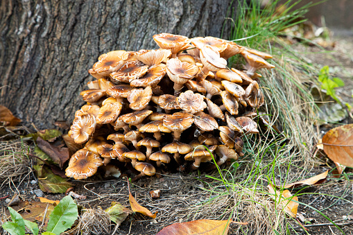 Forest mushrooms on a tree trunk