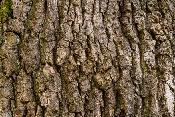 istock Texture of oak bark from the Quercus oak tree as a background. Wooden tree texture. 1847909776