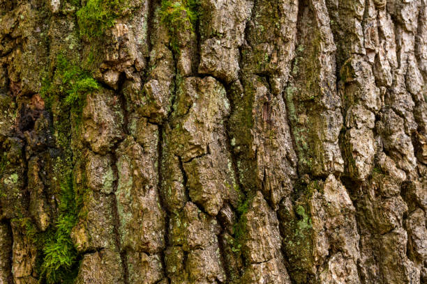 istock Mossy Texture of oak bark from the Quercus or oak tree as a background. Wooden tree texture. 1847910307