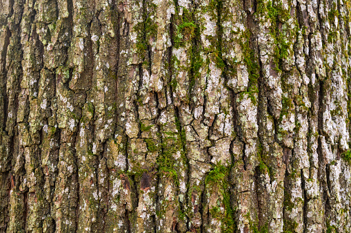 Mossy green Texture of german oak bark pattern for background.