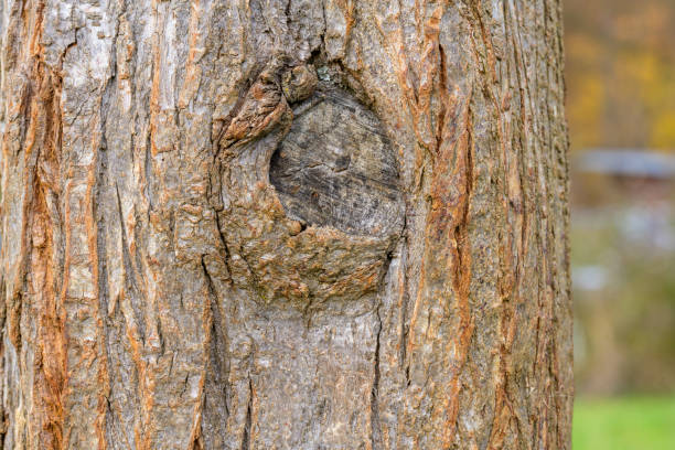 Close-up texture background bark of an apple tree in a German orchard with sawn-off branch