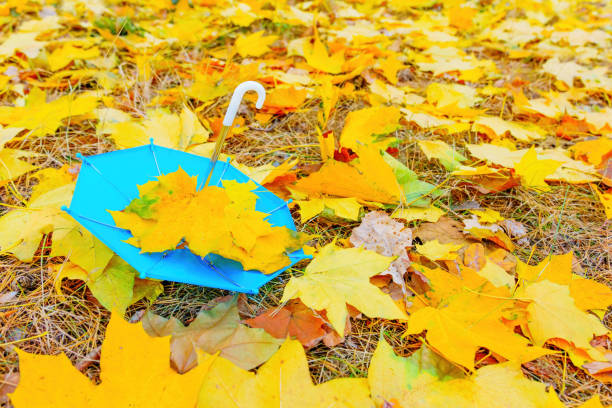 Children walk in the autumn park in the fall