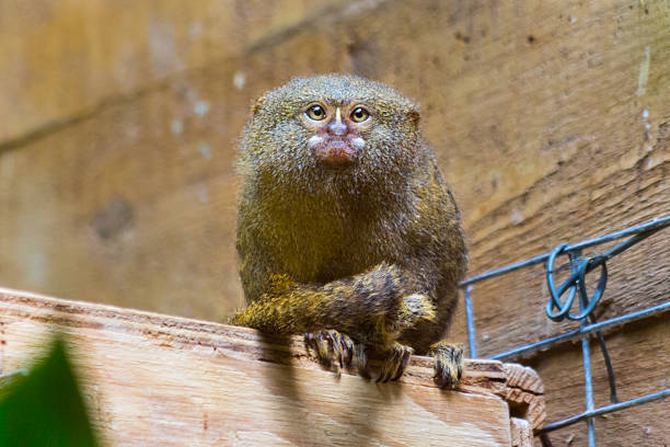 Eye contact with tiny monkey (uistitì pigmeo - Callithrix pygmaea) A portrait of one of the smallest monkey in the world (uistitì pigmeo - Callithrix pygmaea) pygmy marmoset stock pictures, royalty-free photos & images
