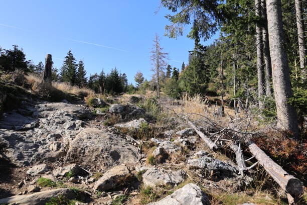 istock Beautiful autumn day in the Bavarian Forest 1847933255