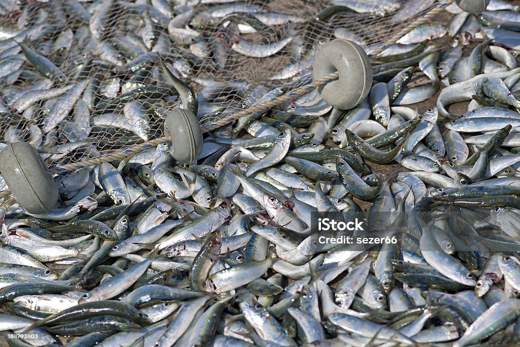 To fish with net a lot of fish  in a boat Abundance Stock Photo