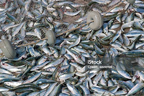 To Fish With Net Stock Photo - Download Image Now - Abundance, Agriculture, Casting