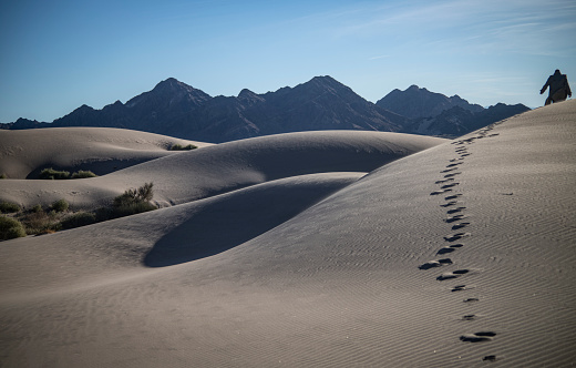 Drought-resistant desert plants and Yucca plants growing in White Sands National Monument, New Mexico, USA