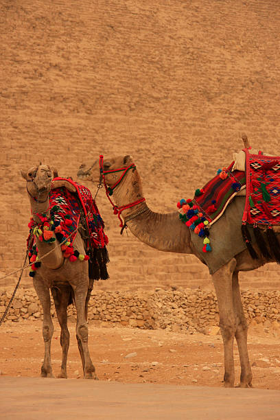 camellos en las pirámides de giza, el cairo, egipto - giza pyramids egypt north africa africa fotografías e imágenes de stock