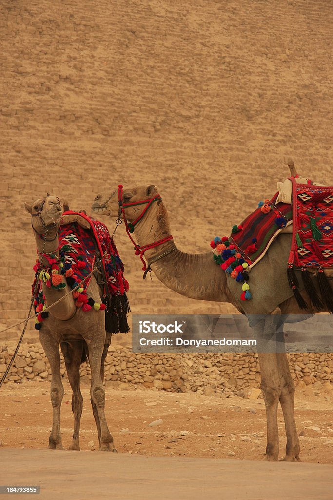 Camelos em pirâmides de Gizé, Cairo, Egito - Foto de stock de Camelo - Camelídeos royalty-free