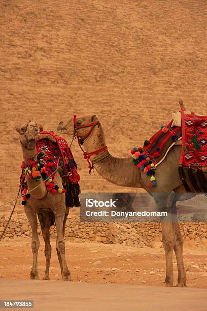 Foto de Camelos Em Pirâmides De Gizé Cairo Egito e mais fotos de stock de Camelo - Camelídeos - Camelo - Camelídeos, Colorido, Adulto