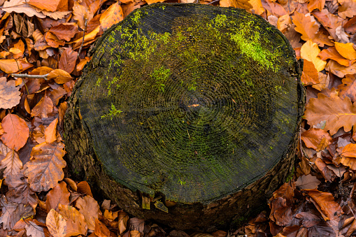 Annual rings of a sawn-off tree in an autumn forest. Moss on the tree stump and brown leaves on the edge. Age of the tree can be counted