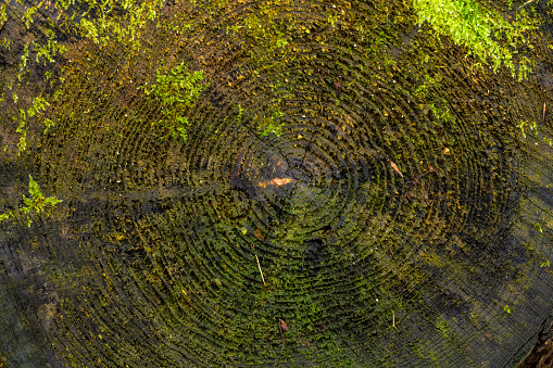 Annual rings of a sawn-off tree. Moss on the tree stump. Age of the tree can be counted