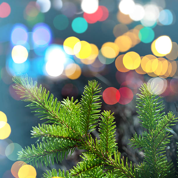 istock Fir tree branch closeup photo with colorful lights bokeh 184795085
