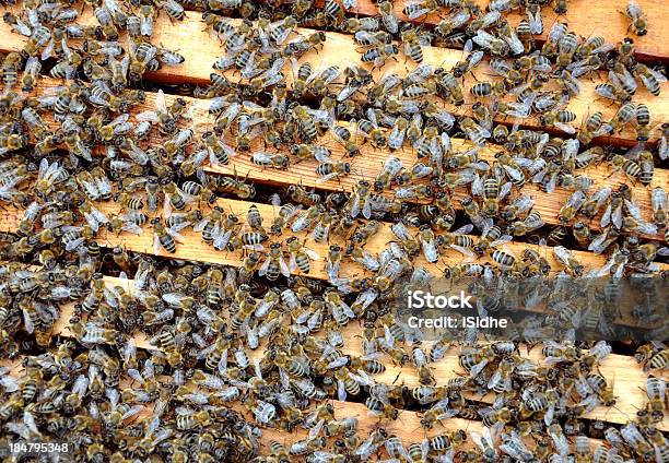 Biene Fotorahmen Mit Bienen Stockfoto und mehr Bilder von Agrarbetrieb - Agrarbetrieb, Berufliche Beschäftigung, Biene