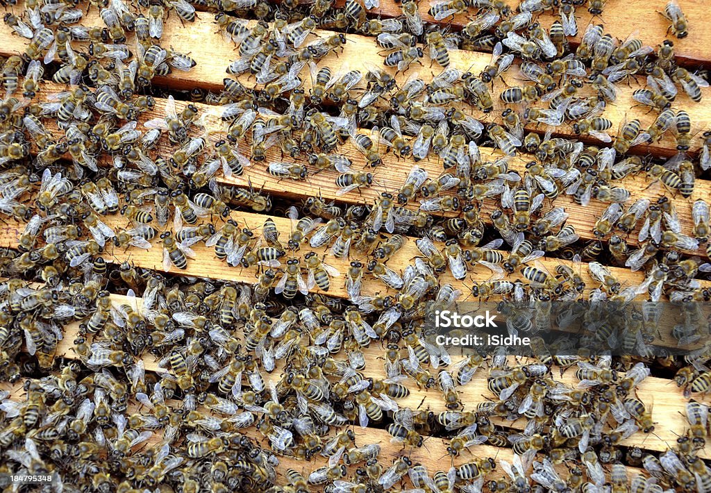 bee bastidores con bees - Foto de stock de Abeja libre de derechos