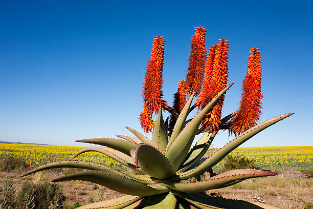 A Peaceful Aloe Ferox Plant, South Africa Aloe Ferox plant with background of rapeseed, Garden Route, South Africa. Aloe Ferox is used in many medicines and skin care products, while rapeseed is used to produce canola oil. fynbos photos stock pictures, royalty-free photos & images