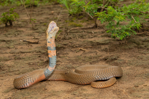 King cobra, Ophiophagus hannah, venomous snake against white background looking at camera against white background