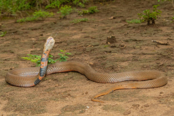 istock Mozambique Spitting Cobra (Naja mossambica) 1847985704