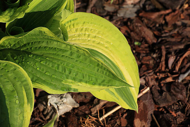 istock Beautiful green leaf outdoor nature 184798734