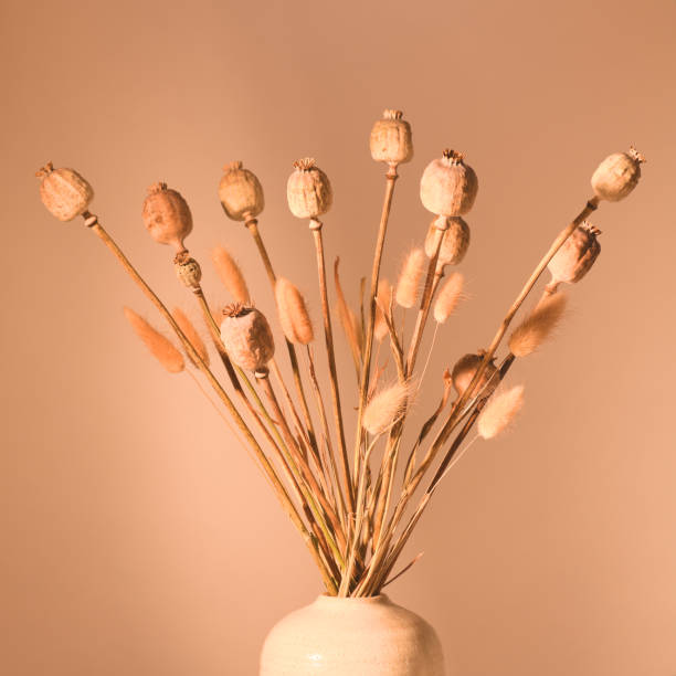 istock Beautiful arrahgement of dried plants 1847994306