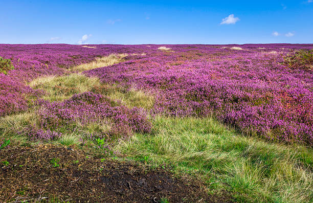 istock Heather in bloom, North York Moors, Yorkshire, UK. 184799712