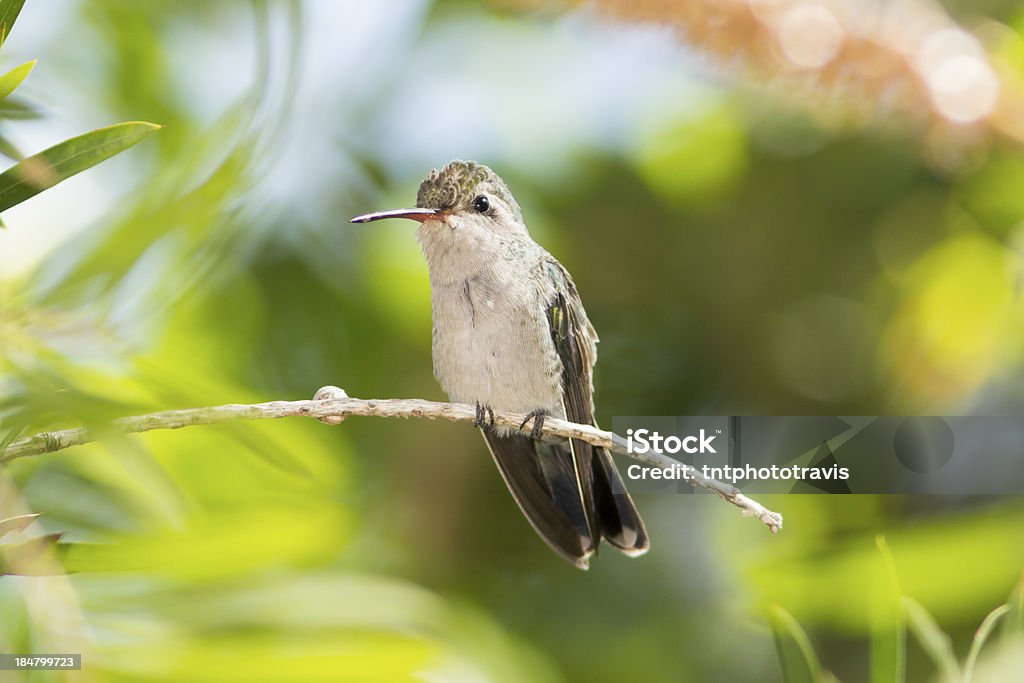 Sitting Female Broad-billed Hummingbird Animal Stock Photo