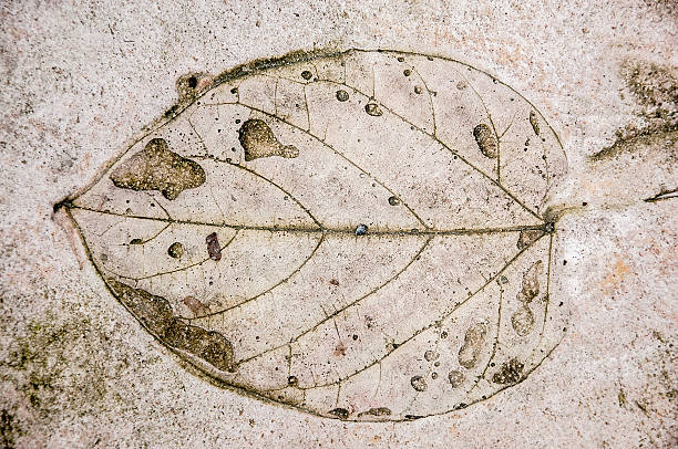 istock The Imprint leaf on cement floor background 184800039