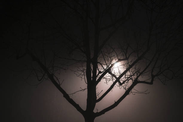 istock Dead tree in a fog by night 1848003609