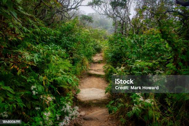 Hobbit Trail Stone Steps Stock Photo - Download Image Now - Backgrounds, Beauty In Nature, Beginnings