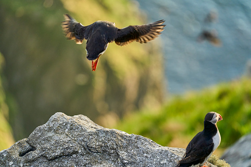 Cute and adorable Puffin seabird, fratercula, flying against the clear blue sky at Runde island, a popular tourist destination for bird watching at the coastline of the north atlantic ocean in Norway.