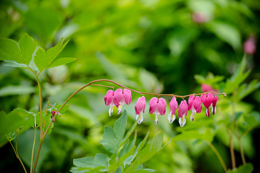 Bleeding Heart flowers, in selective focus, on a branch before a blurred field and forest. Morning dew drips from the flowers, fog at the top of the frame. Spring blooming, Lamprocampnos spectabilis.