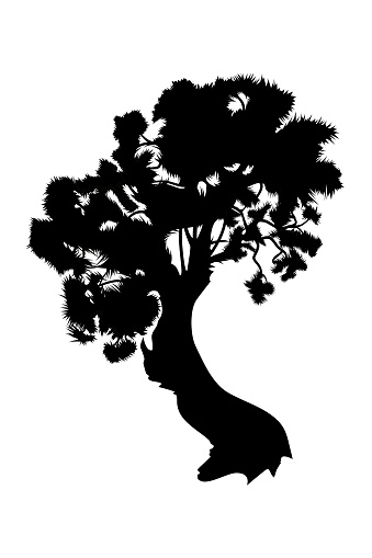 Representation of Juniper tree illustration symbol. South west tree. Black and white drawing.