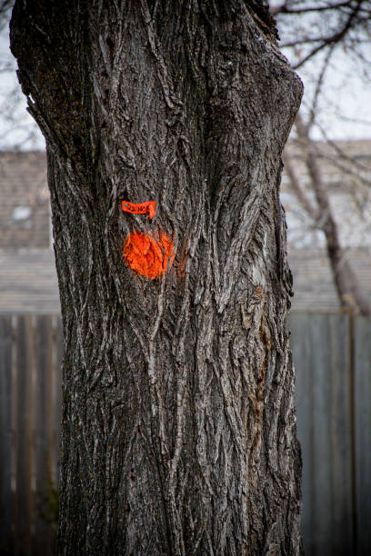 a marked tree trunk stands as a symbol of nature's resilience, bravely facing the battle against Dutch Elm Disease