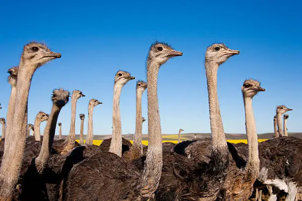 Group of ostriches along the Garden Route with yellow rapeseed fields in background, South Africa